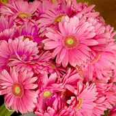 Flowers Wallpapers. أيقونة