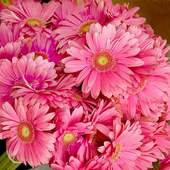 Flowers Wallpapers. 1.0