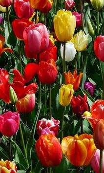 Amazing Tulips live wallpaper screenshot 2