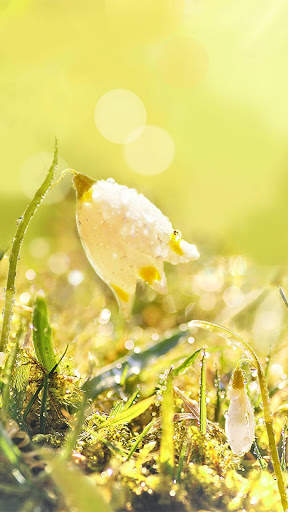 Dew On Flower Live Wallpaper screenshot 3