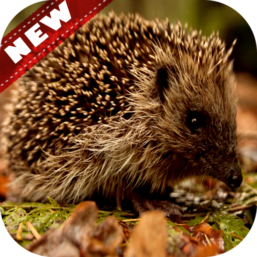 🦔 Hedgehog wallpaper icon