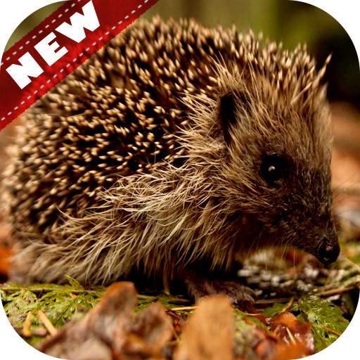 🦔 Hedgehog wallpaper 4.0.0