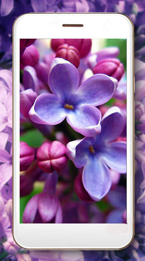Lilac Flower Magic Live Wallpaper screenshot 5