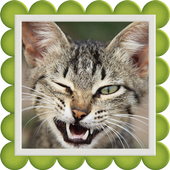 Sound Cats आइकन