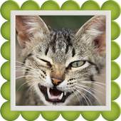Sound Cats 1.1