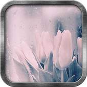 Rainy Tulips Live Wallpaper 1.4