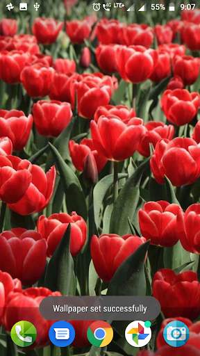 Colourful Flower Hd Wallpaper screenshot 1