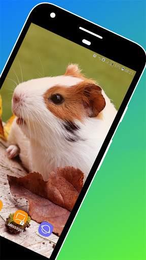 Guinea Pig Wallpaper screenshot 2