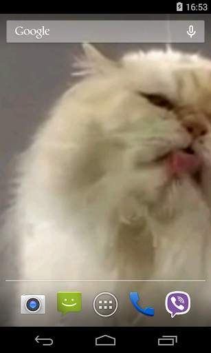 Cat screen licks Video LWP screenshot 2