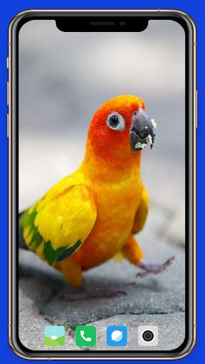 Parrot Wallpaper HD screenshot 5