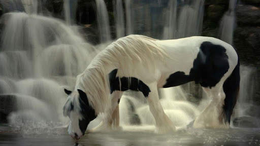 Horse Wallpapers HD screenshot 7