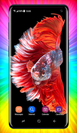 Betta Fish Wallpaper screenshot 4