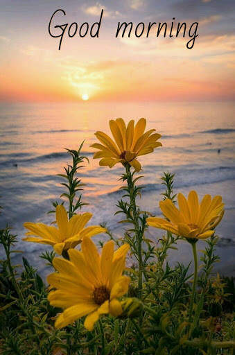 Good morning Images Gifs, Flowers Roses wallpapers screenshot 7