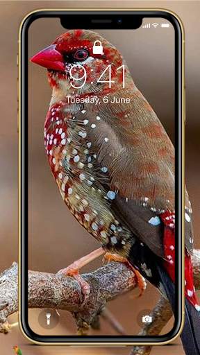 Bird Wallpapers HD Special screenshot 3