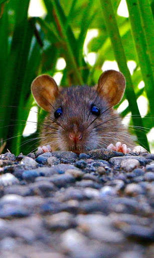 Rat Wallpaper screenshot 3