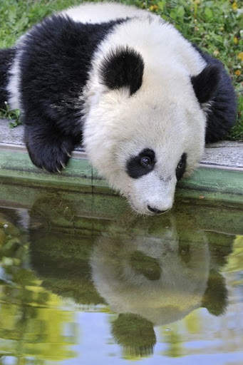 Panda Wallpaper - Cute Panda Wallpapers 🐼 screenshot 17