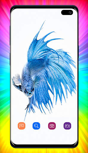 Betta Fish Wallpaper screenshot 3