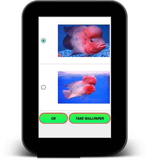 Flowerhorn Fish Live Wallpaper screenshot 8