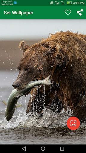 10000 WildLife Wallpapers screenshot 6