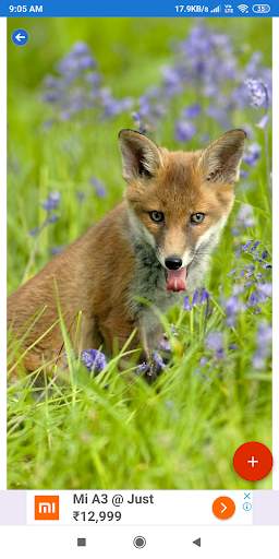 Fox Wallpaper: HD images, Free Pics download screenshot 6