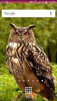 Owl Wallpapers screenshot 1