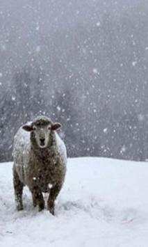 Sheep wallpaper 5 تصوير الشاشة