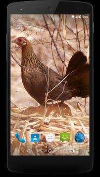 Red junglefowl Wallpapers screenshot 3