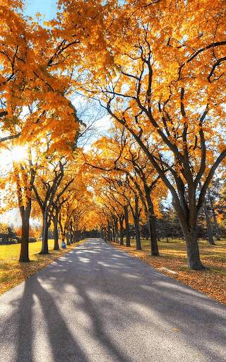 Autumn Live Wallpaper HD screenshot 2