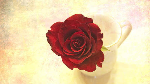 Red Rose Wallpapers screenshot 4