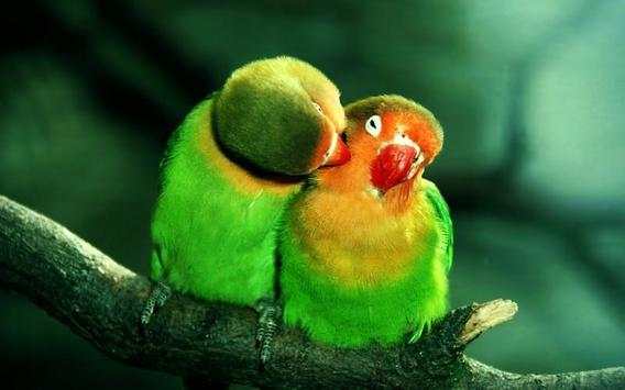 Parrot Bird HD Wallpaper screenshot 5