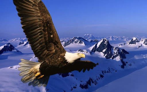 Eagle Live Wallpaper screenshot 9