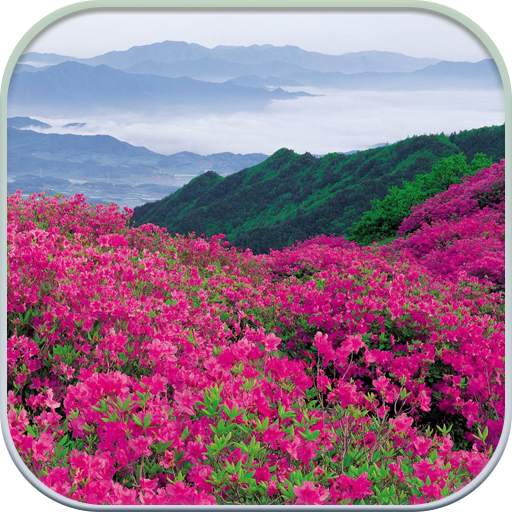 HD Mountain Flower Wallpaper 1.4