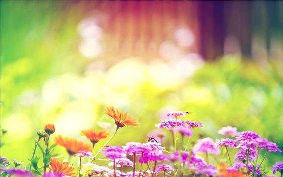 Spring Wallpapers 2018 screenshot 4