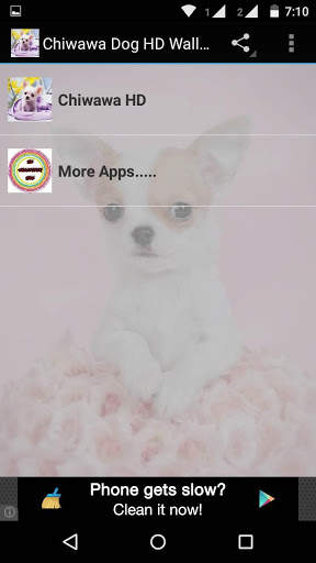 Chiwawa Dog HD Wallpaper screenshot 1