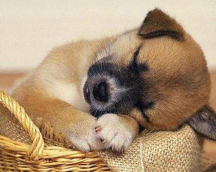 Funny Puppies Jigsaw Puzzle screenshot 5