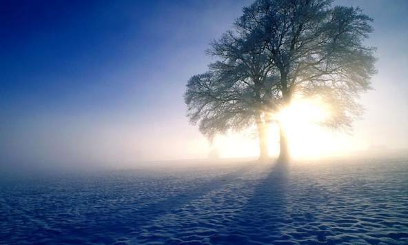 Tree Wallpapers screenshot 1