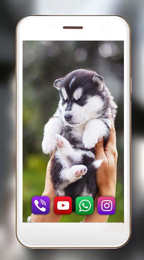 Husky Puppy Live Wallpaper screenshot 6