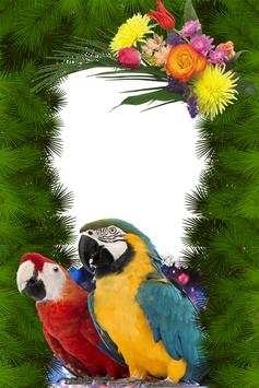 Macaw Birds Photo Frames screenshot 2