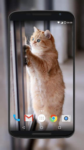 Cute Cat Wallpaper screenshot 7