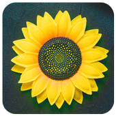Gallery Pro icon