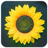 Gallery Pro 2.0