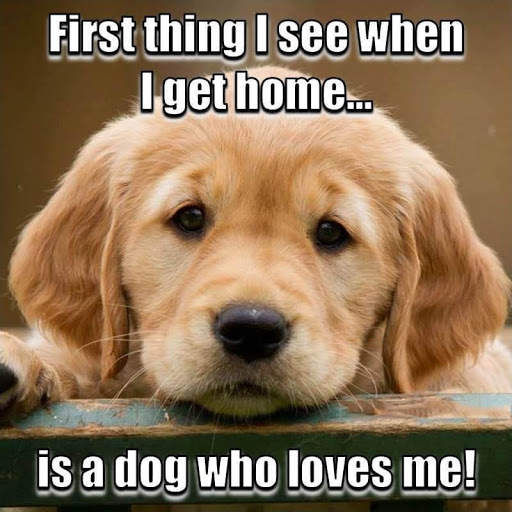 Animal Lover Quotes - Dog Lover Status - Cat Love screenshot 5