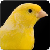 Canary Sound : Canary Songs and Canary Singing icon