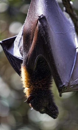Bat Wallpaper screenshot 4