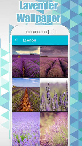 Lavender Wallpaper - Flower Wallpaper screenshot 1