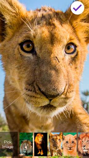 Africa Lion Wild Animal King Screen Lock screenshot 3