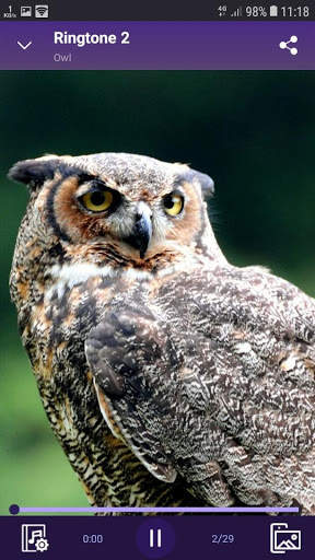 Owl - RINGTONES and WALLPAPERS screenshot 2