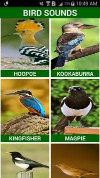 Birds Sounds स्क्रीनशॉट 3