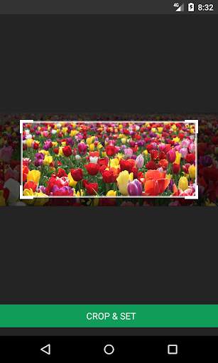 Tulips Wallpapers screenshot 4