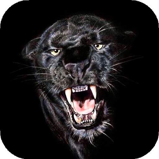 Black Wallpapers | hd backgrounds 3.0.1